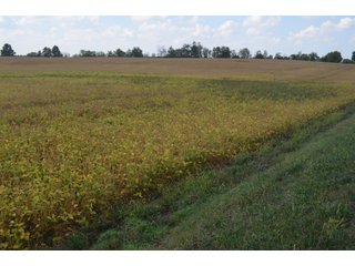 Property photo 17 - REAL ESTATE AUCTION - 604+/- ACRES IN 14 TRACTS IN MERCER CO., OHIO